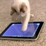 aplicativos de animais app for cats