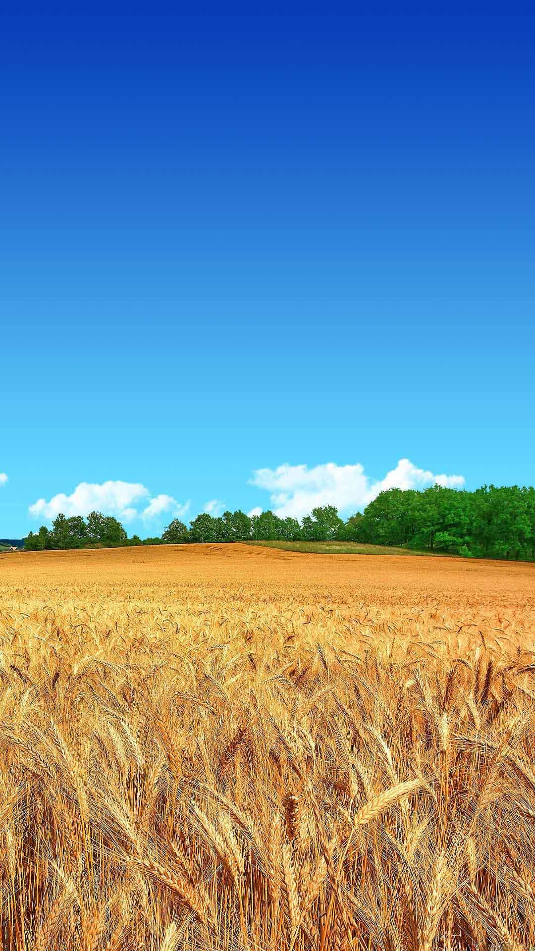 golden-wheat-field-blue-sky-forest-android-wallpaper