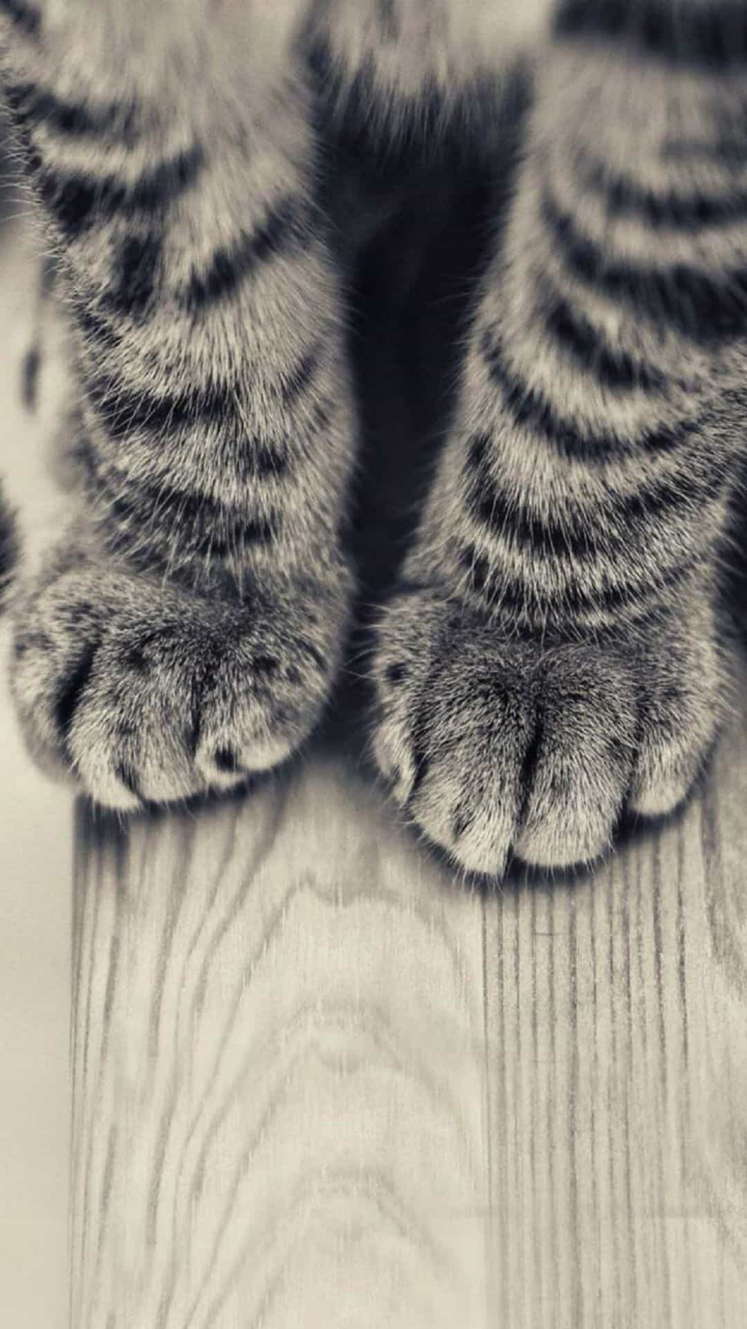 gray-striped-kitten-legs-cat-android-wallpaper