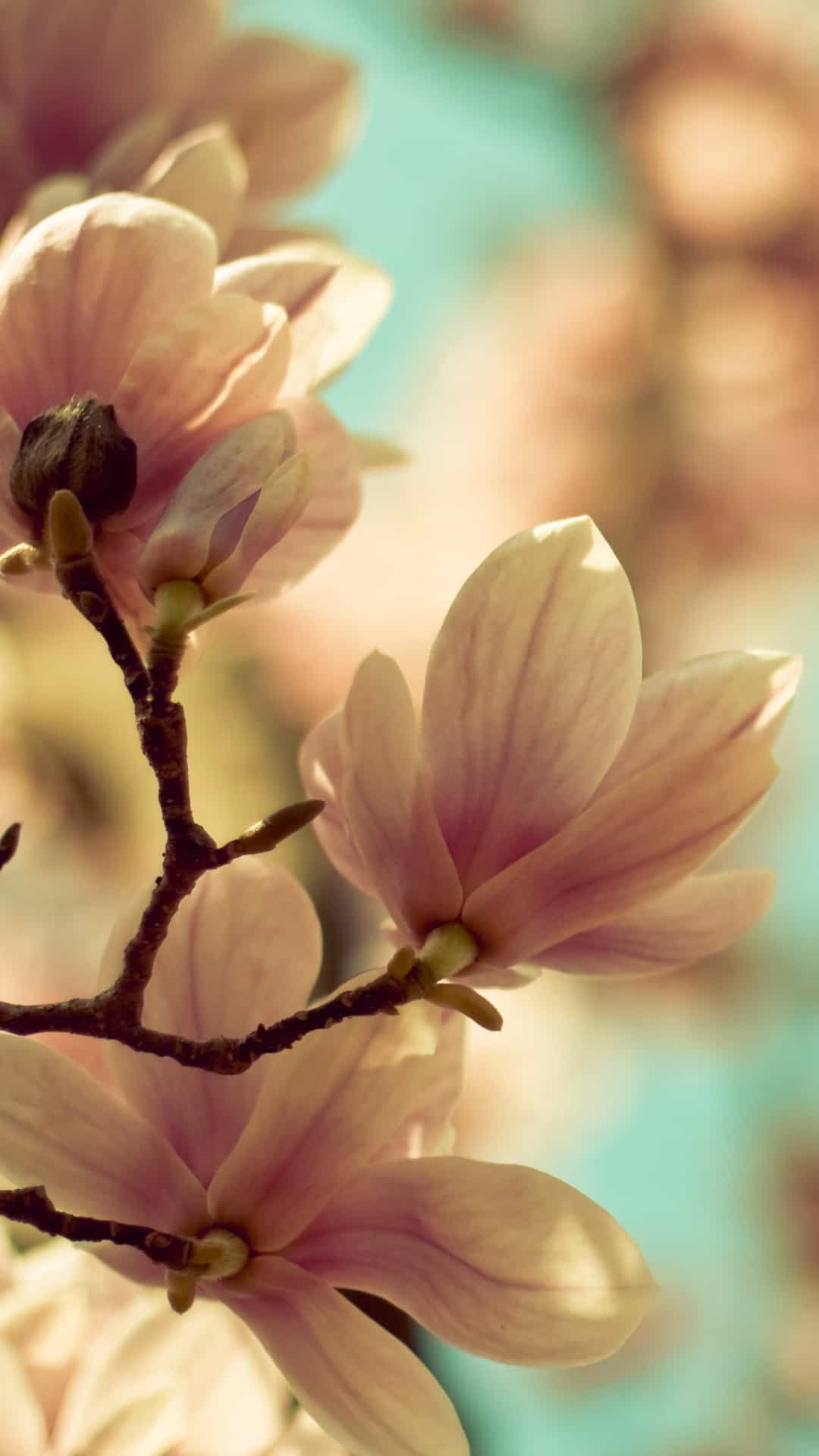 spring-flowers-blossom-samsung-android-wallpaper