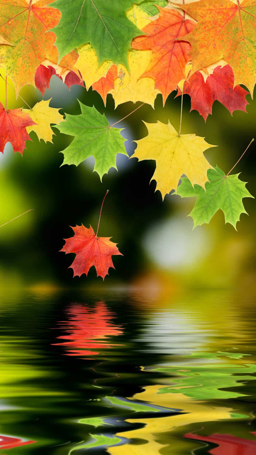 Autumn Maple Leafs Android Wallpaper