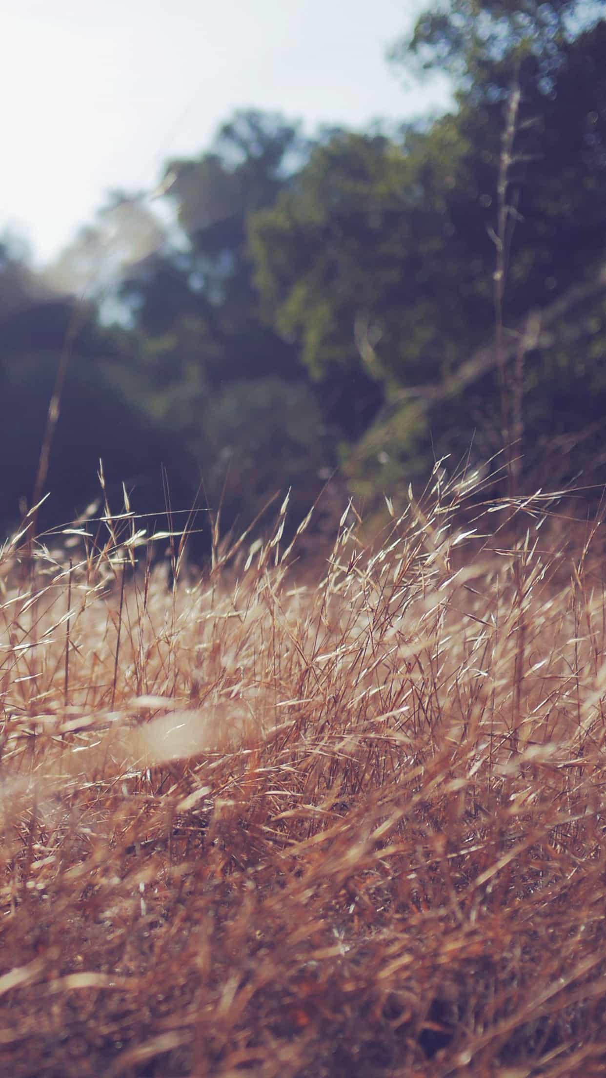 Rye Grass Field Vintage Android Wallpaper