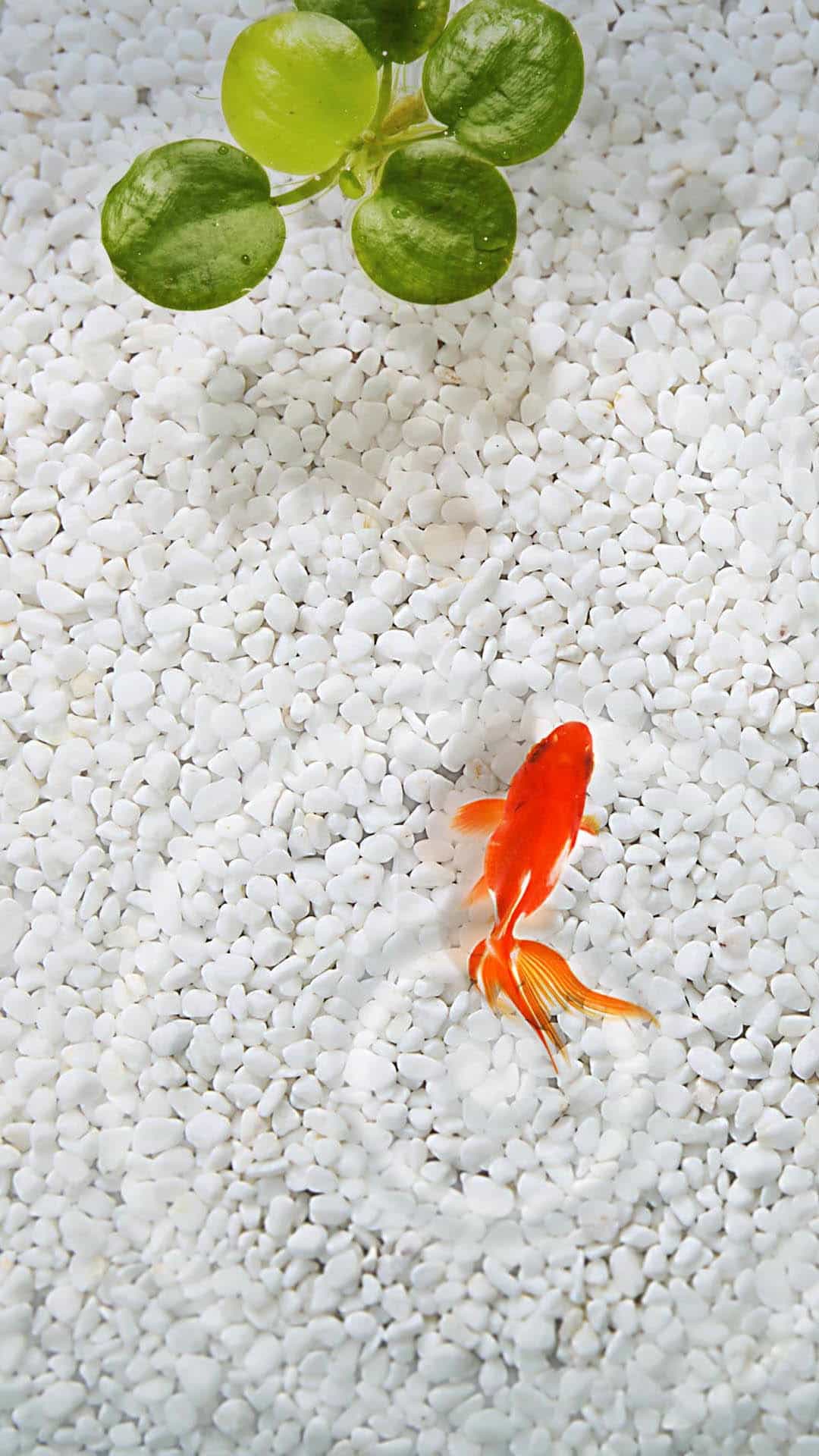 Orange Fish White Stone Aquarium Android Wallpaper