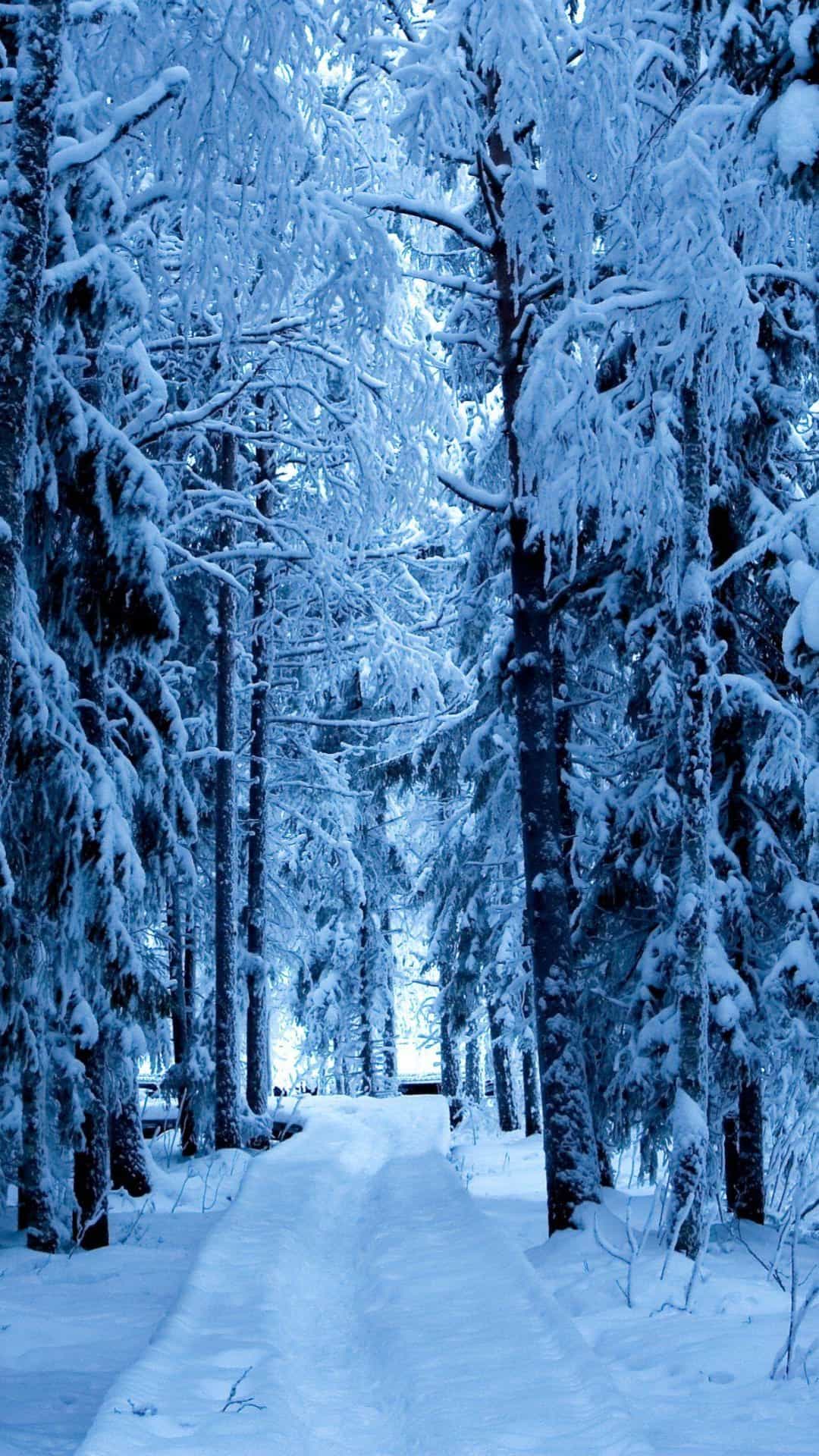 Snow Forest Blue Ice Android Wallpaper