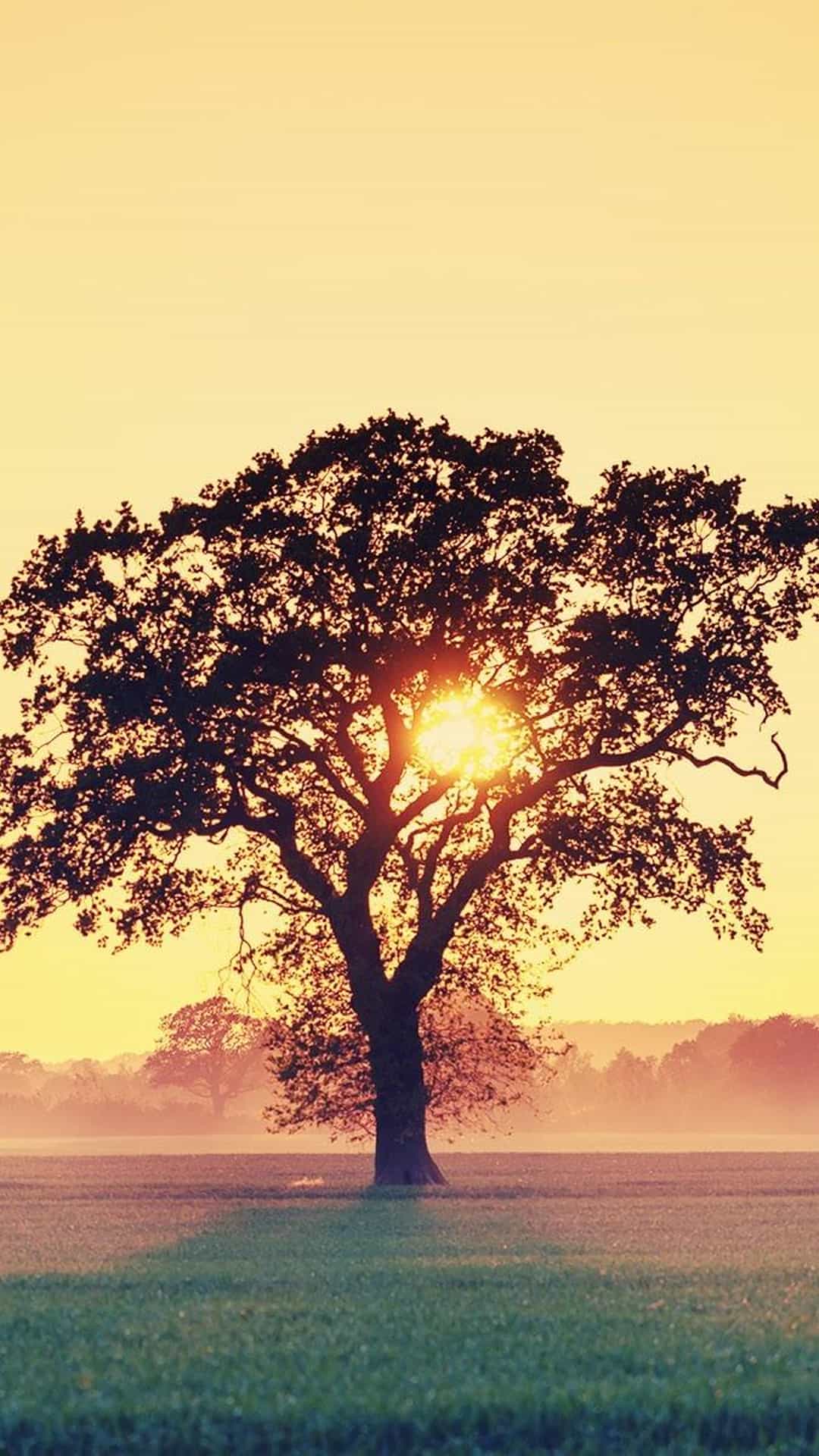 Sunset Tree Branches Android Wallpaper
