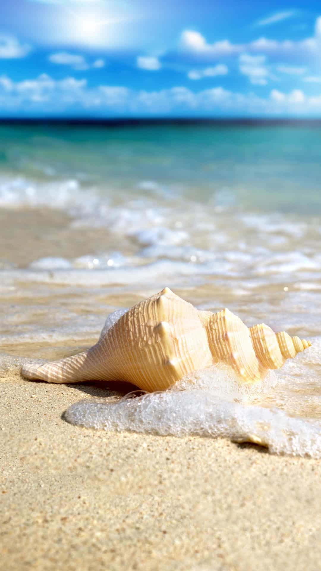 White Seashell In Waves Android