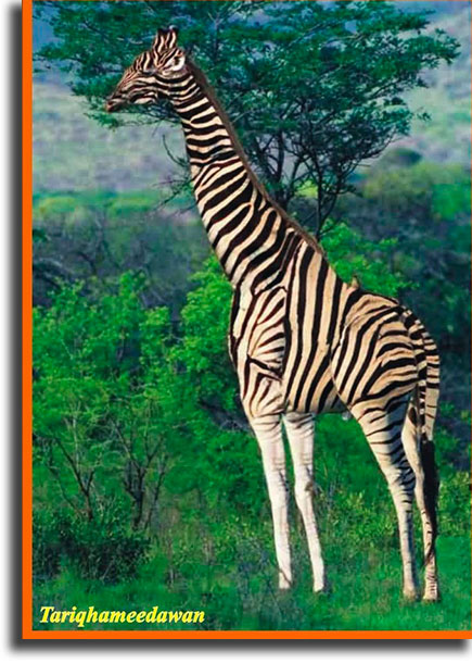 What's wrong with this giraffe?