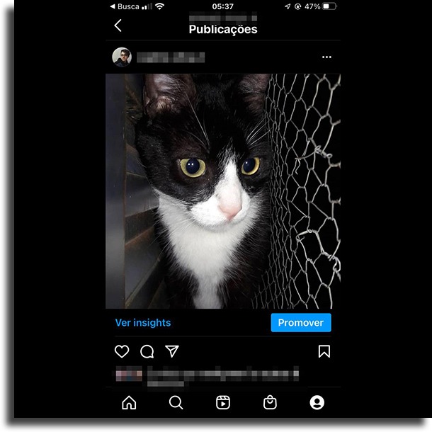 Animais e bichos de estimação posts para bombar seu Instagram